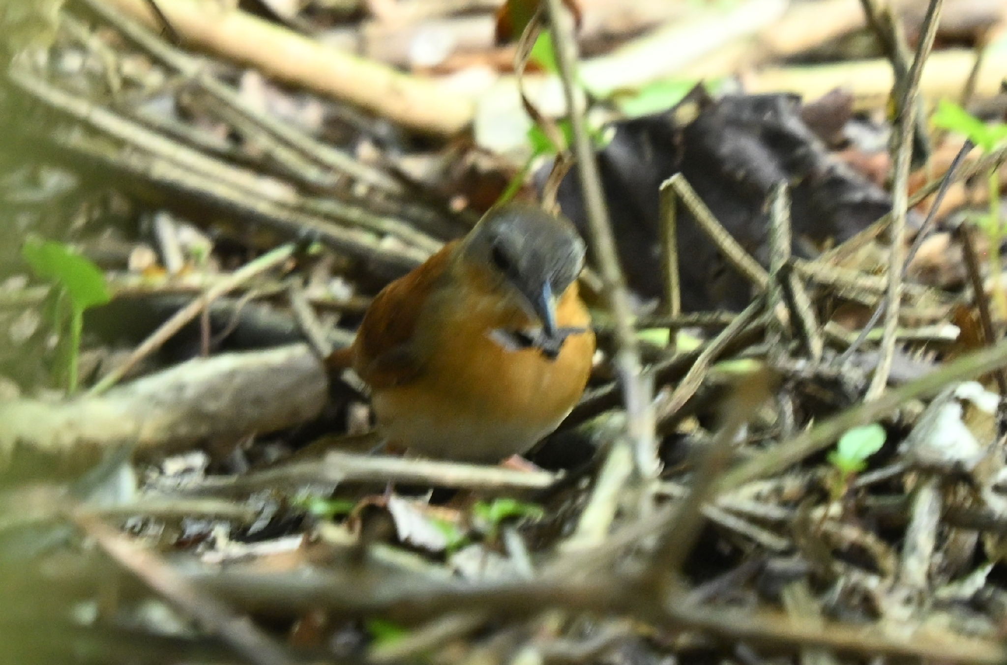 White-bellied Antbird (Myrmeciza longipes), photo 4