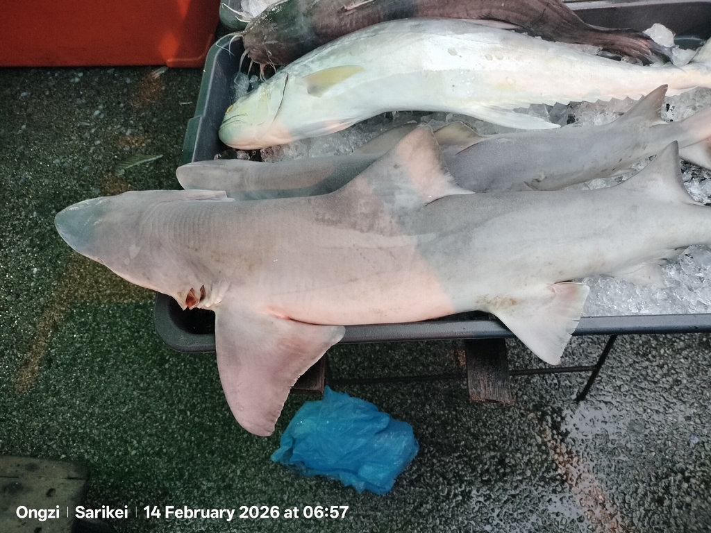 Borneo Broadfin Shark