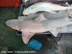 Borneo Broadfin Shark photo 1