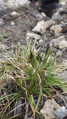 Carex misandra