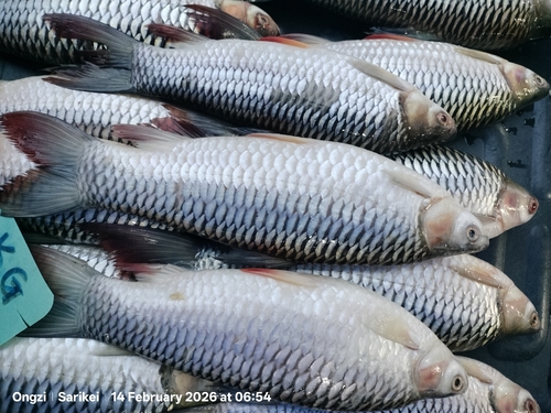 Golden shark (Leptobarbus hoevenii) — Cyprinidae
