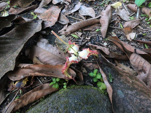 Image of Monodora myristica by (c) Chris Quirin, some rights reserved (CC BY)