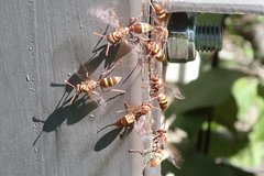Polistes badius