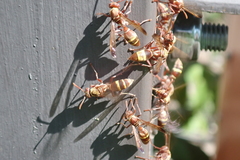Polistes badius