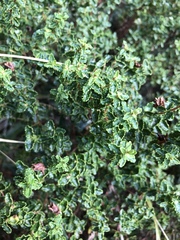 Hypericum balearicum