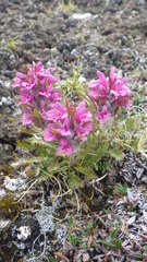 Pedicularis dasyantha