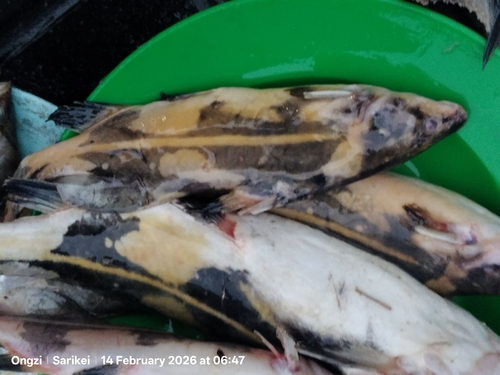 Harlequin catfish (Bagroides melapterus) — Bagridae