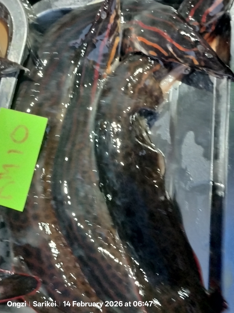 Marbled spiny eel (Mastacembelus armatus) — Mastacembelidae