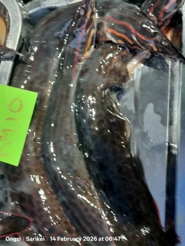 Marbled spiny eel (Mastacembelus armatus) — Mastacembelidae