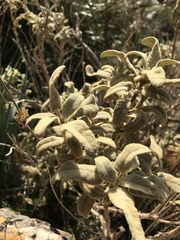 Phlomis italica