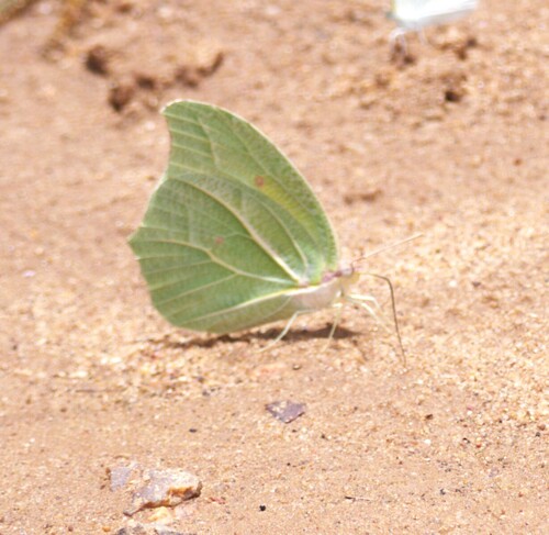 White Angled-Sulphur
