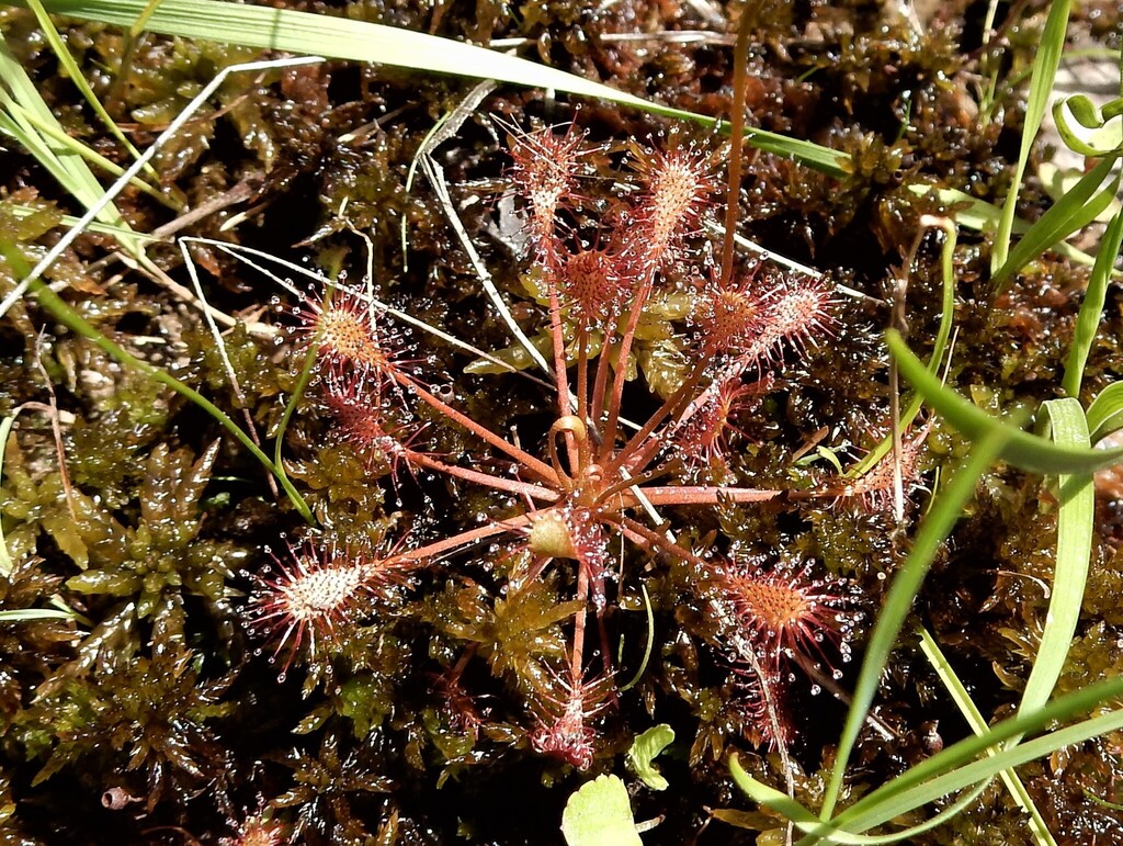 spoonleaf sundew from Jackson County, WI, USA on July 24, 2017 at 02:05 ...