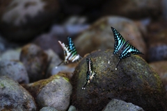 Graphium policenes policenes