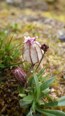 Silene uralensis