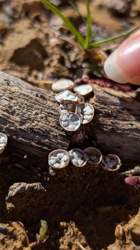 iNaturalist observation photo of Crucibulum