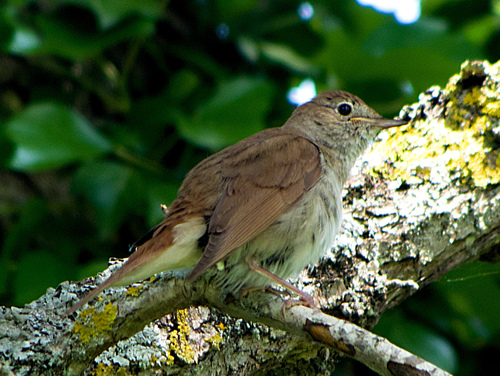 Ruiseñor común (Luscinia megarhynchos)