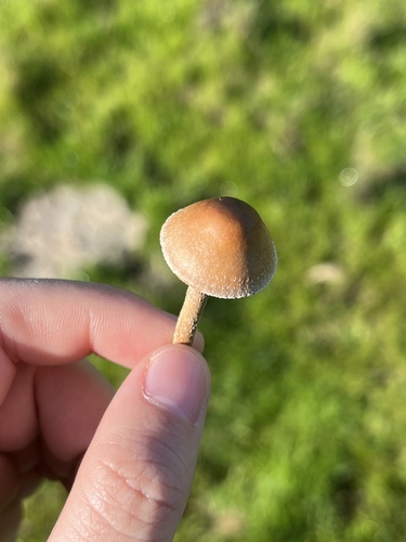 iNaturalist observation photo of Common Fieldcap