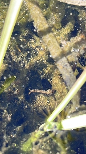 iNaturalist observation photo of Mosquitoes and Midges