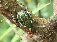 Eocanthecona formosa