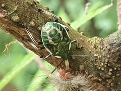 Eocanthecona formosa