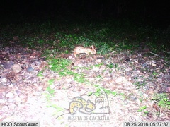 Sylvilagus cunicularius insolitus