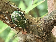 Eocanthecona formosa