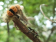 Eocanthecona formosa