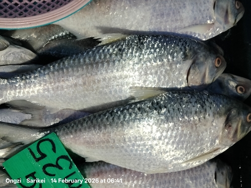 Toli shad (Tenualosa toli) — Clupeidae