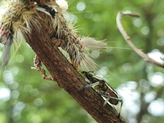 Eocanthecona formosa