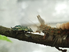 Eocanthecona formosa