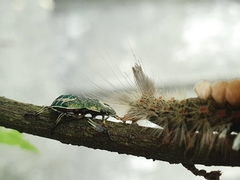 Eocanthecona formosa