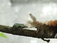 Eocanthecona formosa