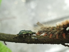 Eocanthecona formosa