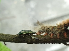 Eocanthecona formosa