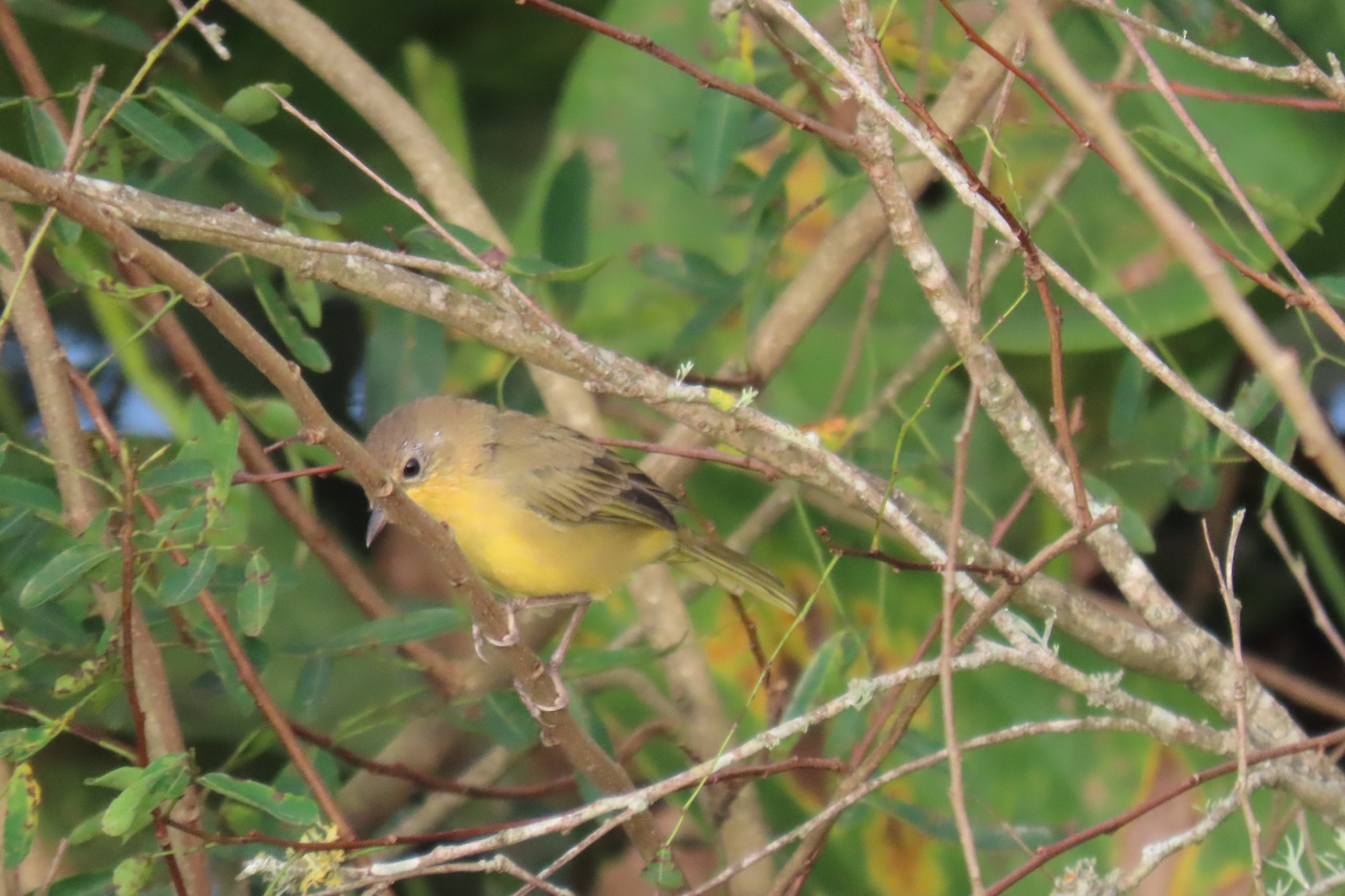 Southern Yellowthroat (Geothlypis velata), photo 6