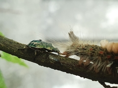 Eocanthecona formosa