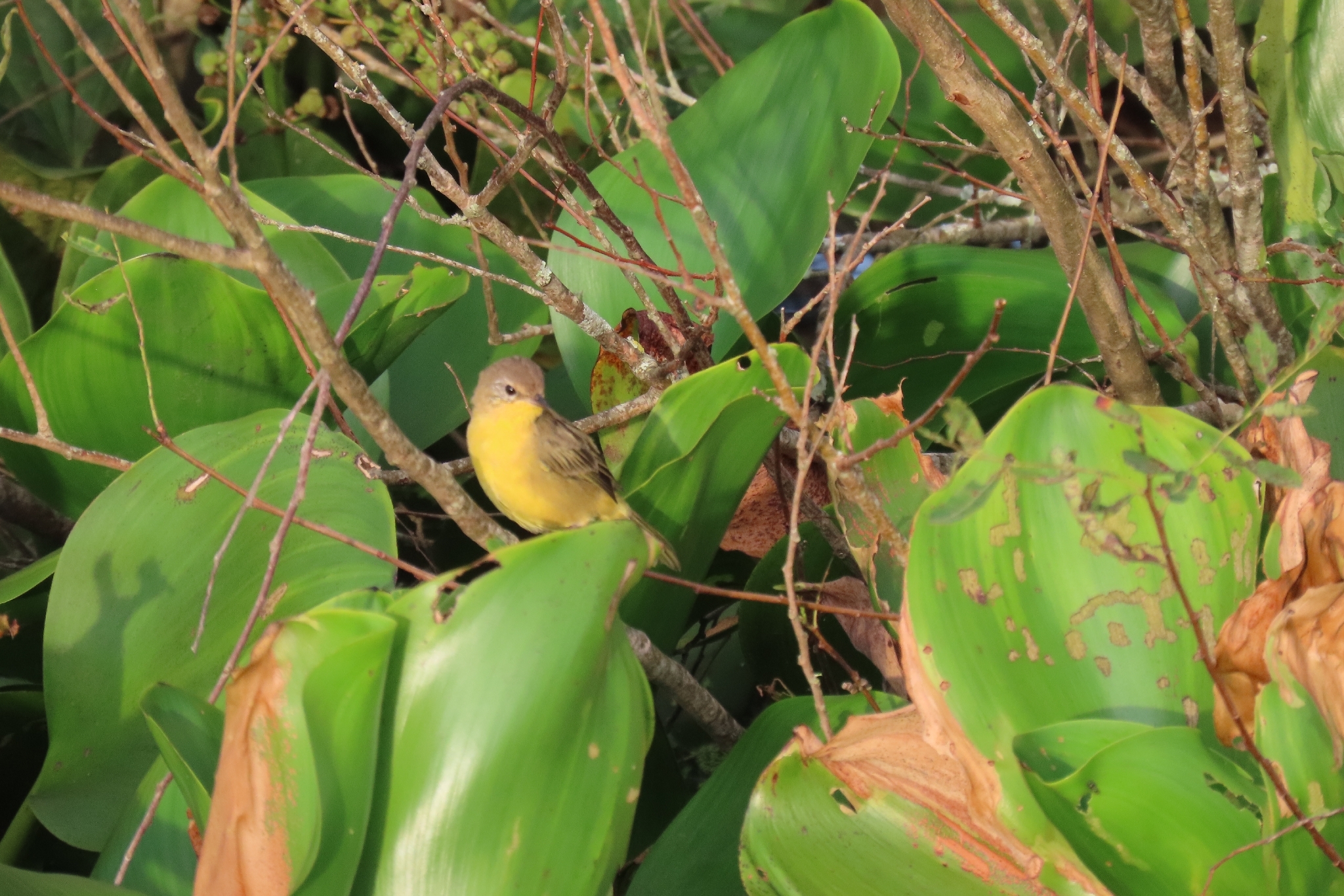 Southern Yellowthroat (Geothlypis velata), photo 7