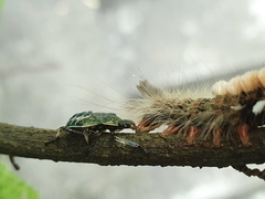 Eocanthecona formosa