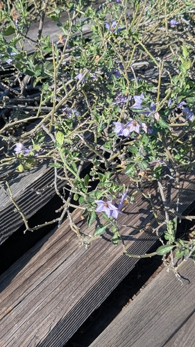 iNaturalist observation photo of nightshades