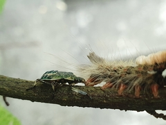 Eocanthecona formosa