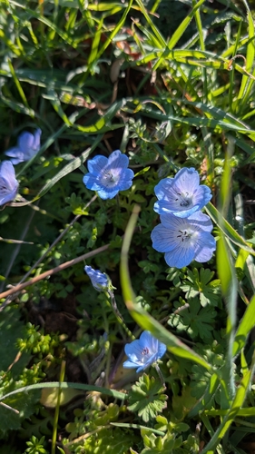 iNaturalist observation photo of Menzies' baby blue eyes