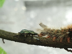 Eocanthecona formosa