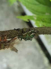 Eocanthecona formosa