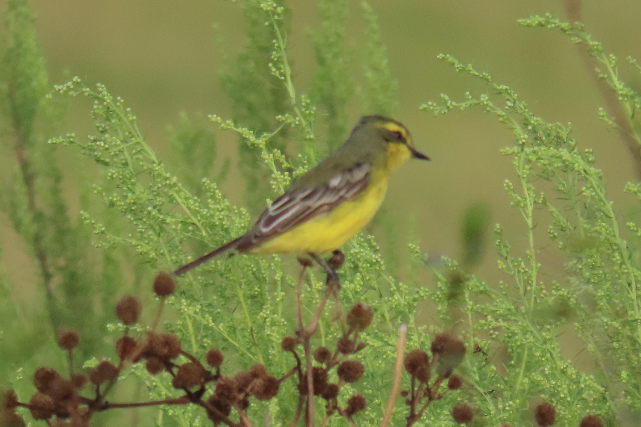 Yellow-browed Tyrant (Satrapa icterophrys), photo 9