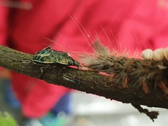 Eocanthecona formosa