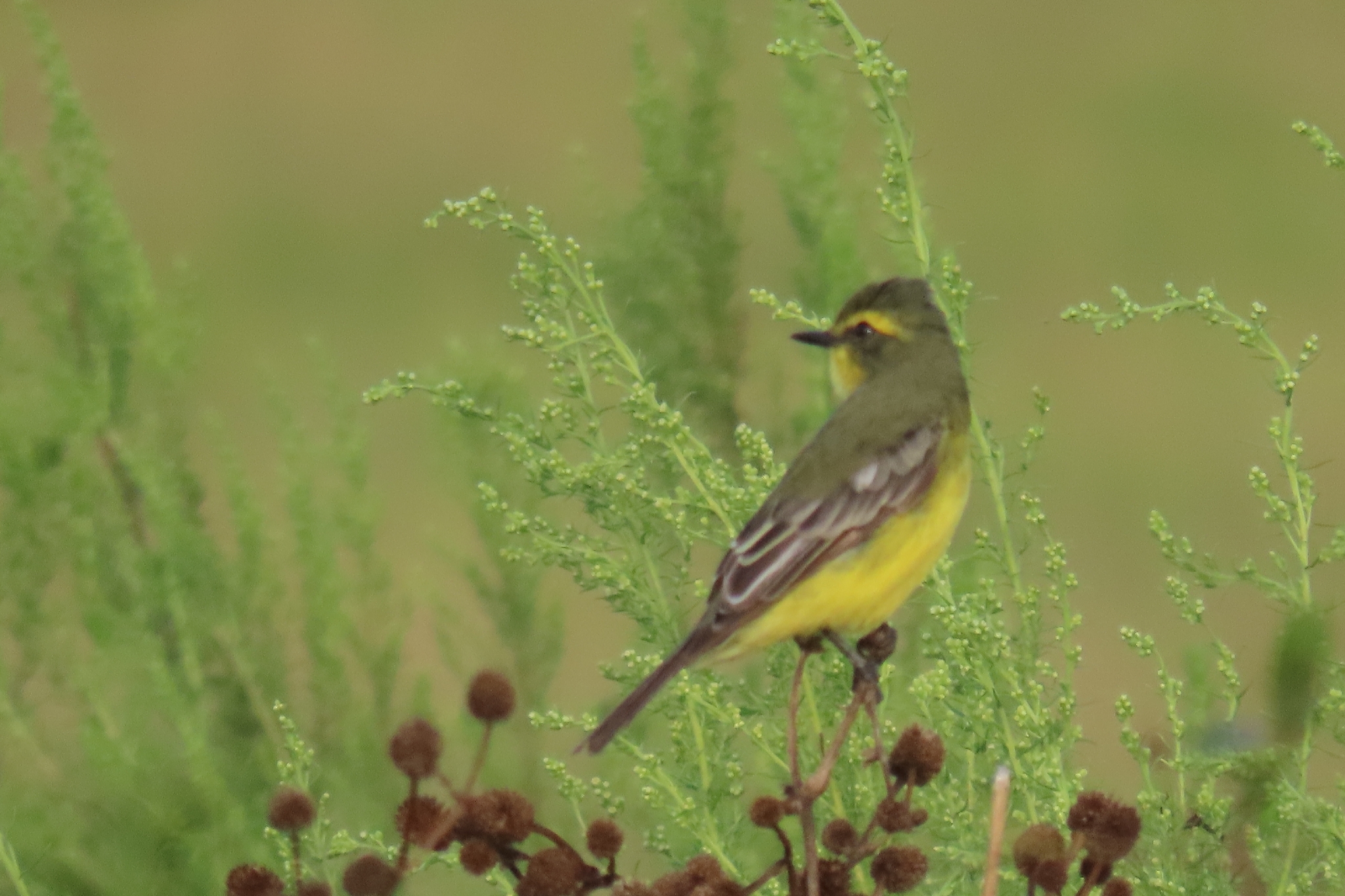 Yellow-browed Tyrant (Satrapa icterophrys), photo 10