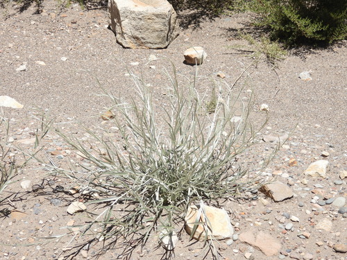 Hyalis argentea, photograph 5