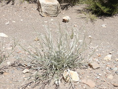 Hyalis argentea, photograph author not stated, no rights reserved