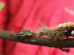 Eocanthecona formosa