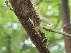 Eocanthecona formosa